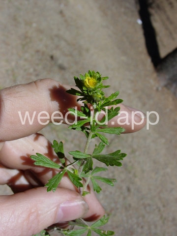 cinquefoil, silvery